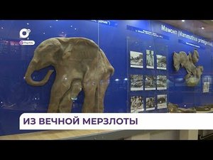 Якутский музей мамонтов рассказывает о доисторических животных и особенностях их образа жизни
