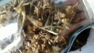 Как вырастить тысячелистник дома???