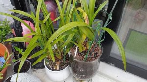 ВОЗВРАЩАЕМСЯ К ЦИМБИДИУМАМ И НЕМНОГО О ВРЕДИТЕЛЯХ