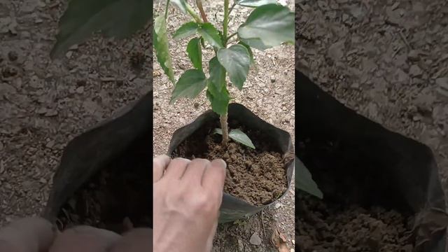 गुड़हल में फूल खिलने का खाद।#gardening #video