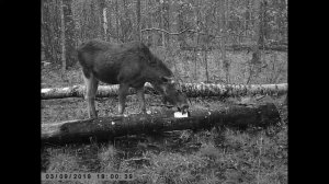 Дикий лось в лесу пришел на солонец для лося