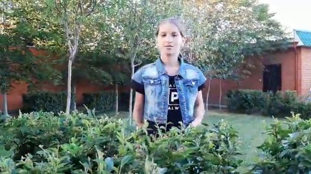 Кизильник  Блестящий