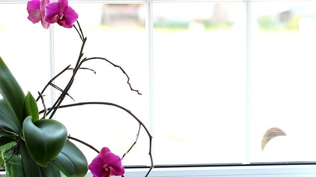 Пересадка герани осенью из сада и уход за ней смотреть онлайн