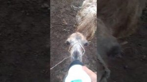 Дойка коров ручная