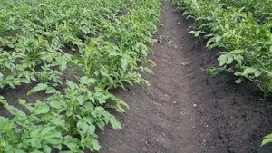 Компания Картофель Урал предлагает сотрудничество по реализации урожая картофеля 2023 года