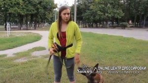 послушание на улице Дрессировка при собаках или пес рвется к собакам как отучить