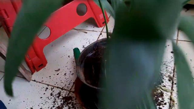 Monsoon Garden Tips for Home & Balcony gardeners | Gardening Tips for rainy season | Gardening hack
