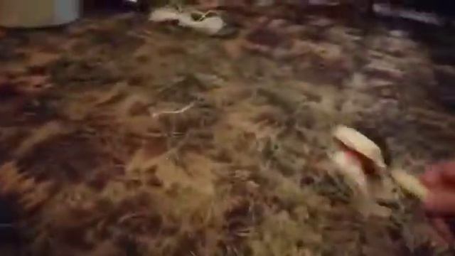 Как собрать иголки с ковра паласа смотреть онлайн