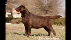 Стандартные окрасы лабрадора/Лабрадор/Окрас/Собака для дома/LABROмания