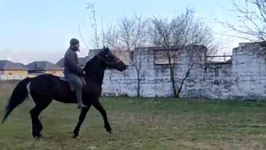 Американский рысак.Иноходец. Спирит.Подготовка к олимпийской выездке.Видео для профессионалов)
