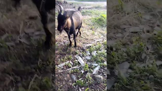 Сельская жизнь. Всё как обычно, дети, козы...🙂. Жизнь за городом. Сегодня в эфире наш козёл😁. Лето. смотреть онлайн