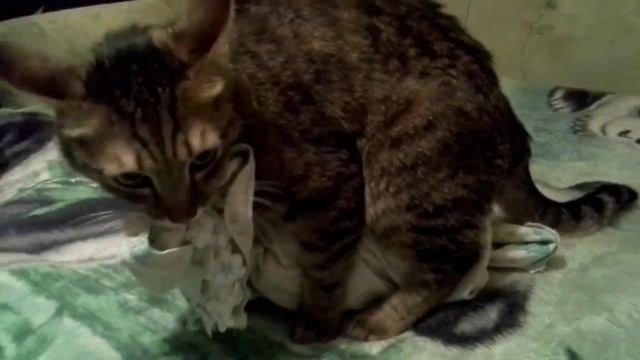 КОТ И ЕГО ДЕВУШКА!!! смотреть онлайн