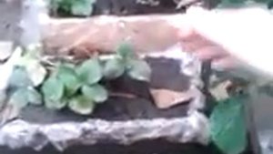 Как и где посадить клубнику если нет места в огороде !