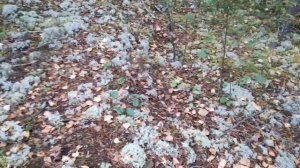 Грибы в сосновом бору. 29.09.2023 г.