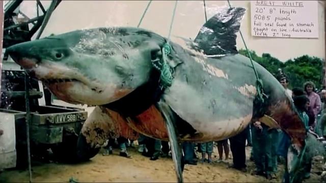 11 АНОМАЛЬНО БОЛЬШИХ ЖИВОТНЫХ! смотреть онлайн