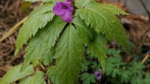 Зубянка железистая (Dentaria glandulosa? Помогите угадать растение. Наш сад в апреле 2024