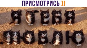 ПРИСМОТРИСЬ! ))) | Приколы с котами | Мемозг 1327