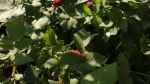 Карака Блэк.Пробуем ягоду.Краснодарский край🌻🌻🌻☀️☀️