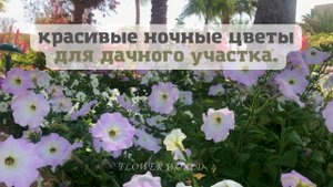 Это одни из самых красивых ночных цветов для дачного участка.?