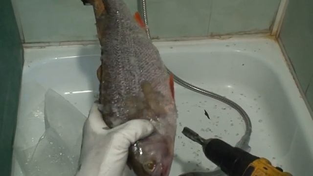 Шуруповерт - немного творчества и окунь почищен ! смотреть онлайн