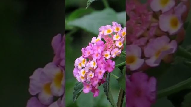 #power #shoot #camera #SX620HS #powerful#zooming смотреть онлайн