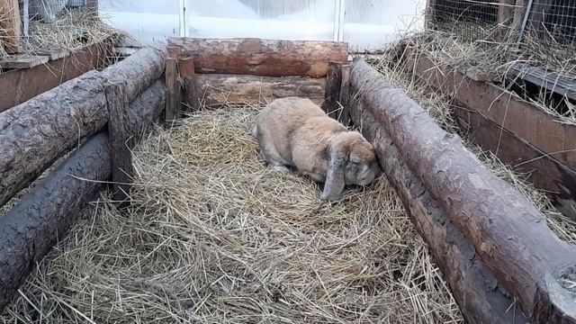 Натоптыши у кроликов.Как лечить,как избежать. смотреть онлайн