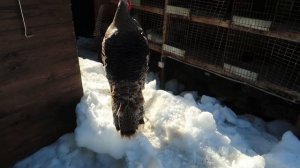 Индюки домашние широкогрудые. Большой обзор