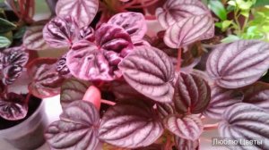 Как цветут пеперомии