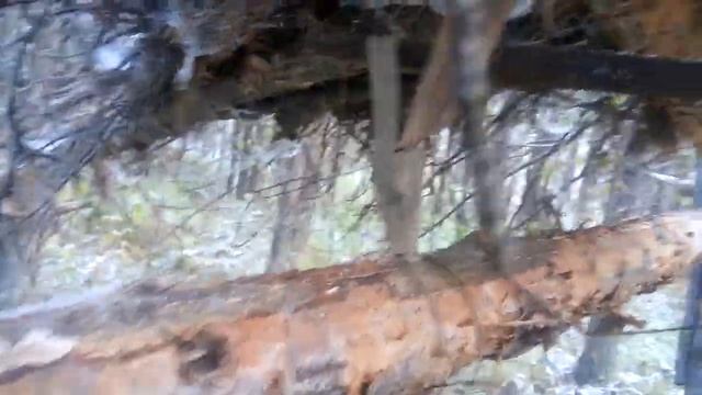 Устройство кулемки. Ловушка на соболя. Принцип работы. смотреть онлайн