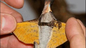 Летучий дракон|flying Dragon