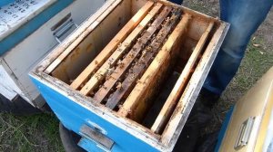 Осенняя замена маток, очень просто, 100% прием повышение рентабельности