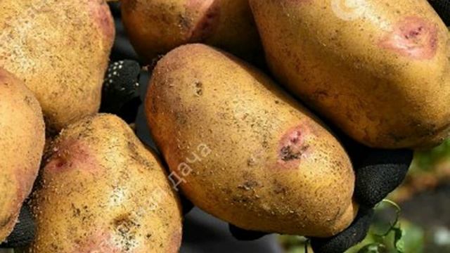 Простейшая обработка клубней Картофеля перед посадкой от Колорадского жука. Показываю свой урожай