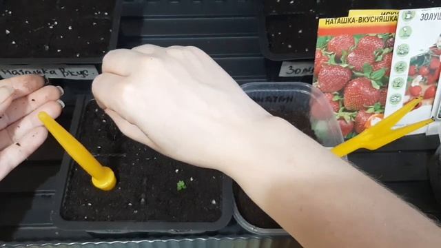 58.Пикировка земляники крупно и мелкоплодной??? смотреть онлайн