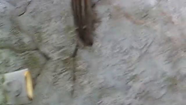 Бурундук! смотреть онлайн