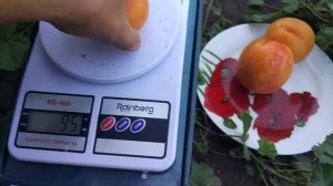 Абрикос Харкот. 130 грам. Волинь 2022