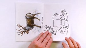 Раскраска «Животные Арктики и Антарктиды» серии «Окружающий мир». Обзор