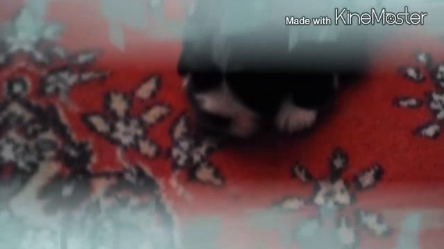 Мои щенки смотреть онлайн