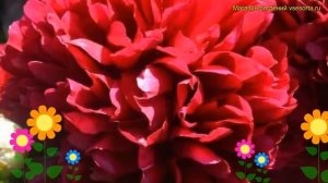 Пион молочноцветковый Дабл Рэд. Краткий обзор, описание характеристик paeonia lactiflora Double Red