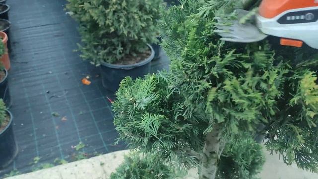 приводим в порядок кипарисовик голд райдер .стрижка помпоны. смотреть онлайн