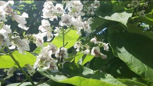 Цветение катальп. Катальпы как медонос.