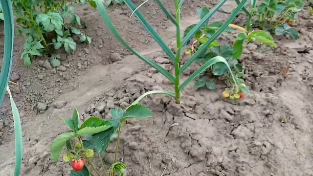 КРЕПЛЮ ШТАКЕТНИК. ВОРОТА. ШАШЛЫК. #забор #дача #construction #баня #штакетник смотреть онлайн