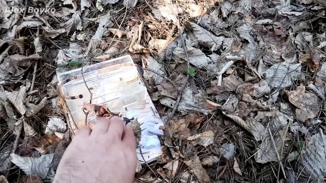 Я выпустил Муравьев на волю в лес! Прощайте Муравьи! alex boyko