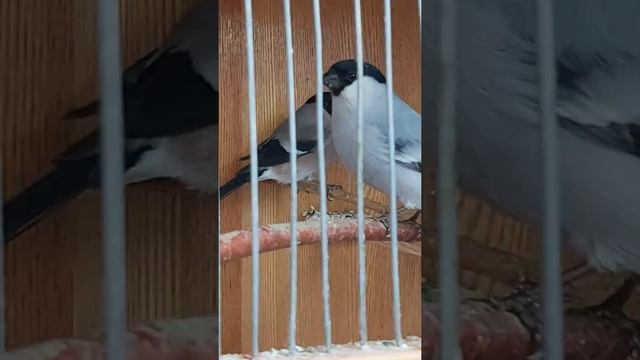 Серый снегирь, обычный снегирь, воробьи. смотреть онлайн