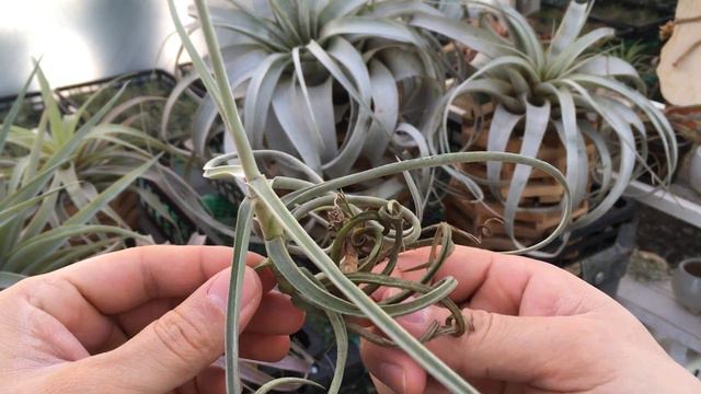 Tillandsia duratii 틸란시아 듀라티 смотреть онлайн
