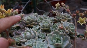 Comparemos flores: Graptoveria titubans y Graptoveria lovely rose