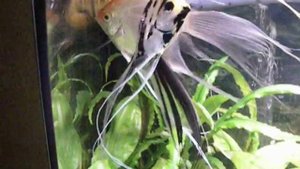 Аквариум на 100 литров