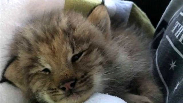 Канадец нашел в лесу маленького брошенного котенка. Спустя месяц его ждал большой сюрприз! смотреть онлайн