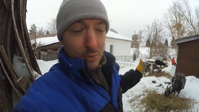 ВЫМЯ набухло! Надо ли СДАИВАТЬ козу перед родами? смотреть онлайн