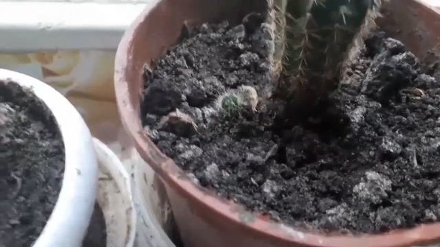 Цветущий каланхое , денежное дерево и кактусы, всё переснял без разбрызгивателя смотреть онлайн