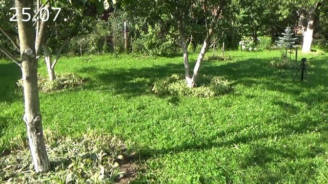 Приствольные круги с весны до зимы, как содержать их в порядке и что посадить вокруг деревьев. смотреть онлайн